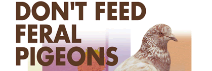 Don't Feed Feral Pigeons